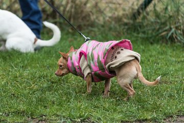Bild 48 - Latuff Umzug